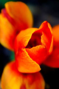 Close-up of orange tulip