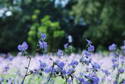 Close-up of purple flowering plants on field