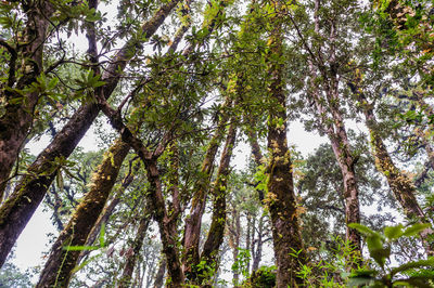 Low angle view of trees against sky