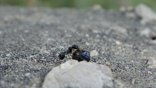 Close-up of insect on rock