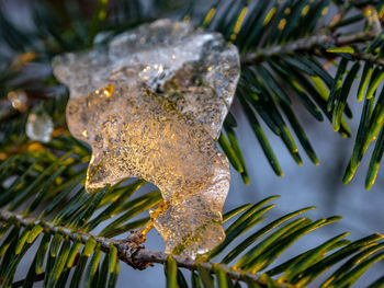 Close-up of ice on plant