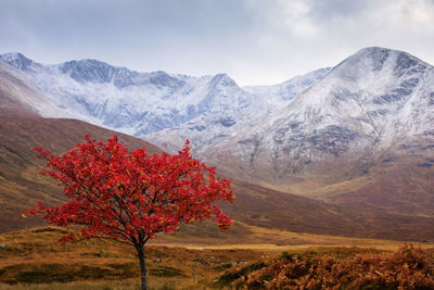 Red flowering tree against mountains