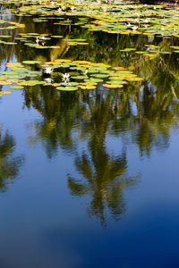 Reflection of trees in calm lake