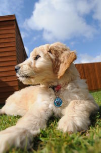 Dog on grass against sky