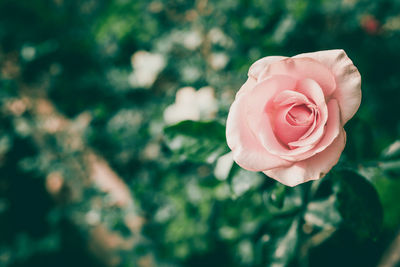 Flower in bloom from pink rose with green vintage color tone background