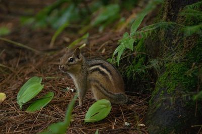 View of lizard on plant