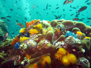 Fish swimming in sea