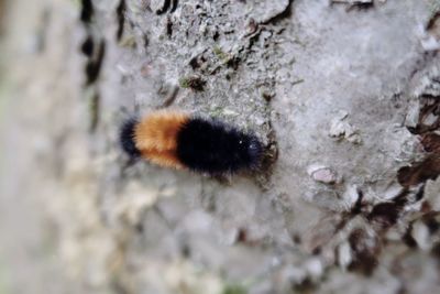 Close-up of insect on rock