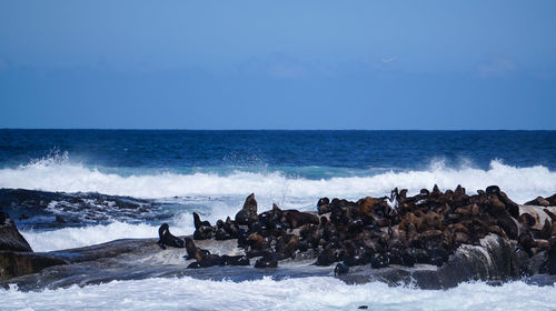 Wild seals laying in the sun of south africa seal island wild habitat adventure