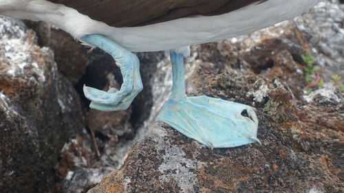 High angle view of lizard on rock