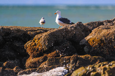 Seagulls flying over sea against sky, seagull perching on rock by sea against sky,  beach, pelican