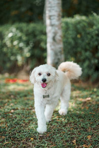 White dog on field