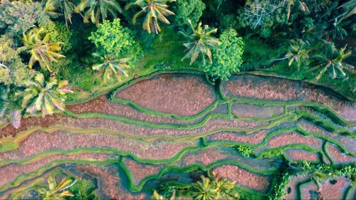 High angle view of vegetables on plant