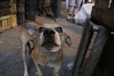 Close-up portrait of dog