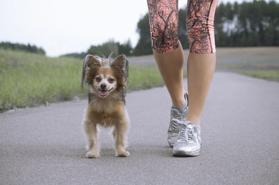 Low section of woman walking with dog on road