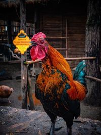 Close-up of rooster on wood