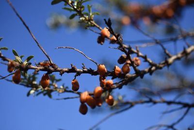 Low angle view of berries on tree against sky