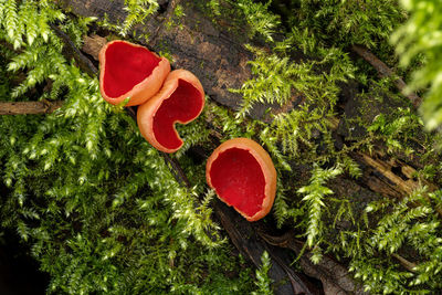 High angle view of heart shapes on tree