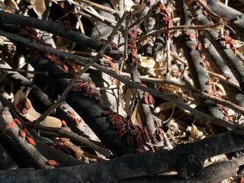 Close-up of tree