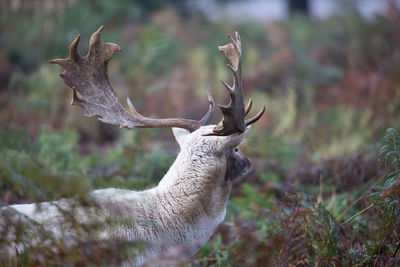 Deer in forest