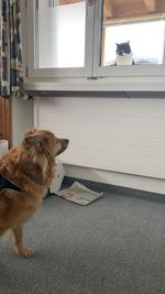 Dog looking through window at home