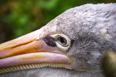 Close-up of bird