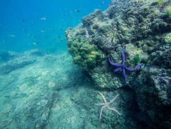 Fish swimming in sea