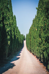 Empty road amidst trees against clear sky