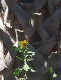 Close-up of plants