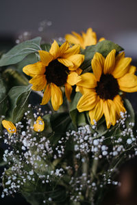 Close-up of yellow flowering plant