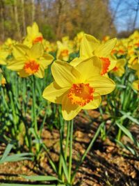 Close-up of yellow daffodil flowers on field