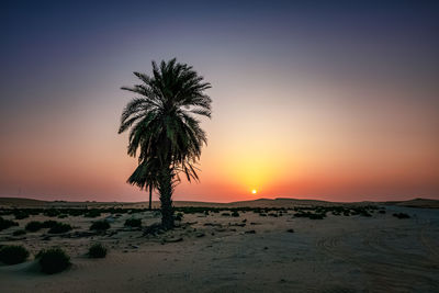 Silhouette palm tree by sea against sky during sunset