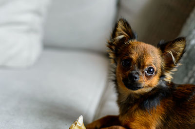 Portrait of chihuahua at home