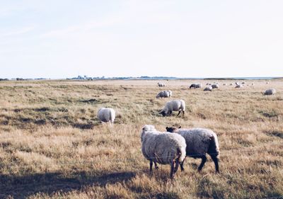 Sheep on field against clear sky