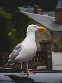 Close-up of seagull perching on car