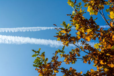 Low angle view of trees against blue sky