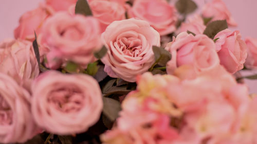 Close-up of pink roses