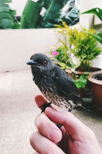 Close-up of hand holding bird