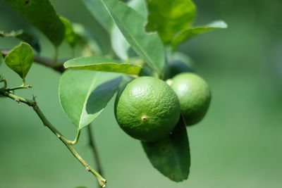 Close-up of lemon on tree