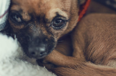 Young chihuahua resting on her blanket. selective focus on the eye.