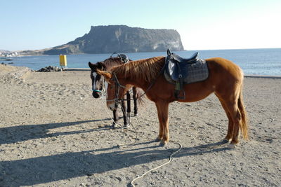 Horse standing on beach