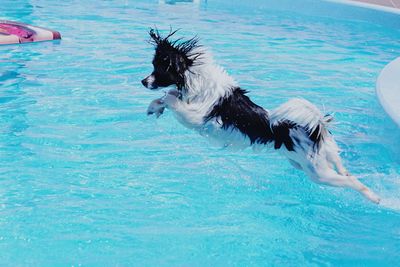 Dog swimming in pool