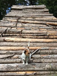 Dog on wall