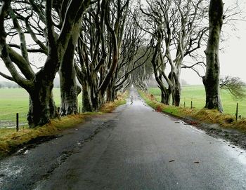 Road amidst trees