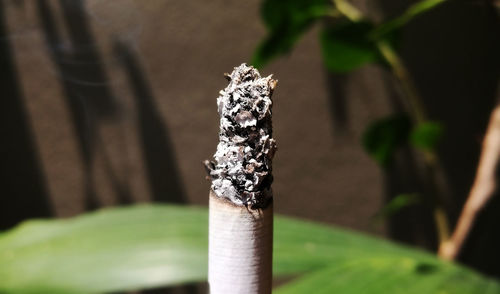 Close-up of cigarette on leaf