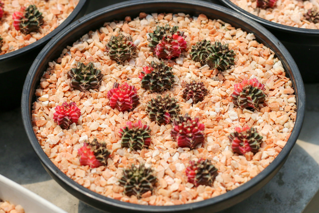 food and drink, food, dish, healthy eating, freshness, wellbeing, meal, fruit, produce, cuisine, no people, variation, berry, bowl, high angle view, vegetable, abundance, breakfast