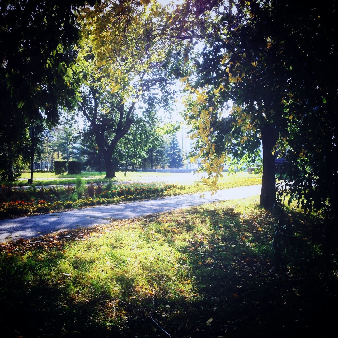 tree, grass, growth, tranquility, nature, green color, park - man made space, field, tranquil scene, sunlight, branch, beauty in nature, tree trunk, road, footpath, day, no people, outdoors, shadow, plant