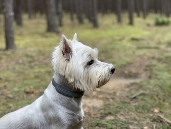 Happy dog - forest life