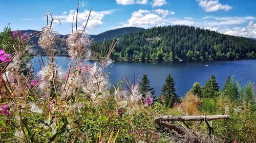 Plants by lake against sky