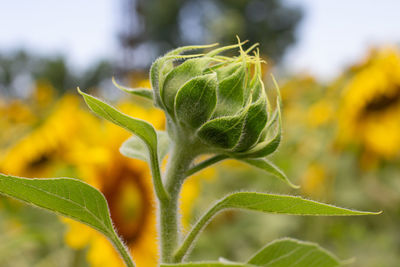 Close-up of green plant